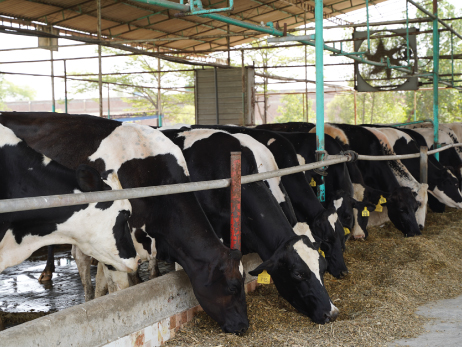 Dairy Farm - Cows in barn with hay