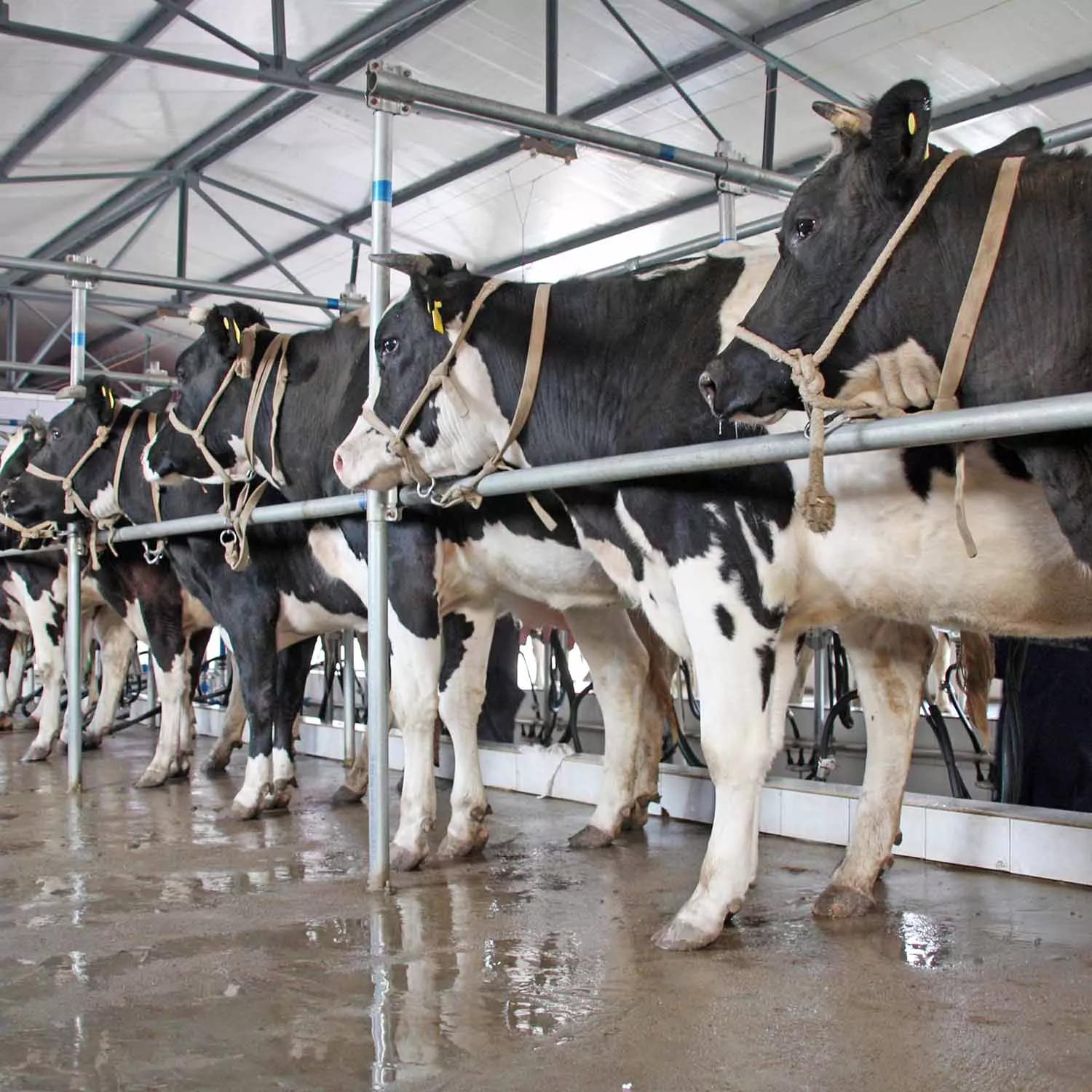 Dairy Farm - Cows tied in row