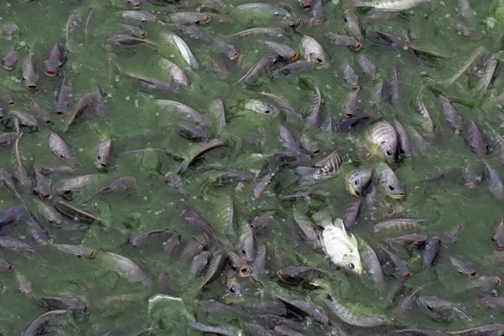 Fish Farm - Pond full of fish