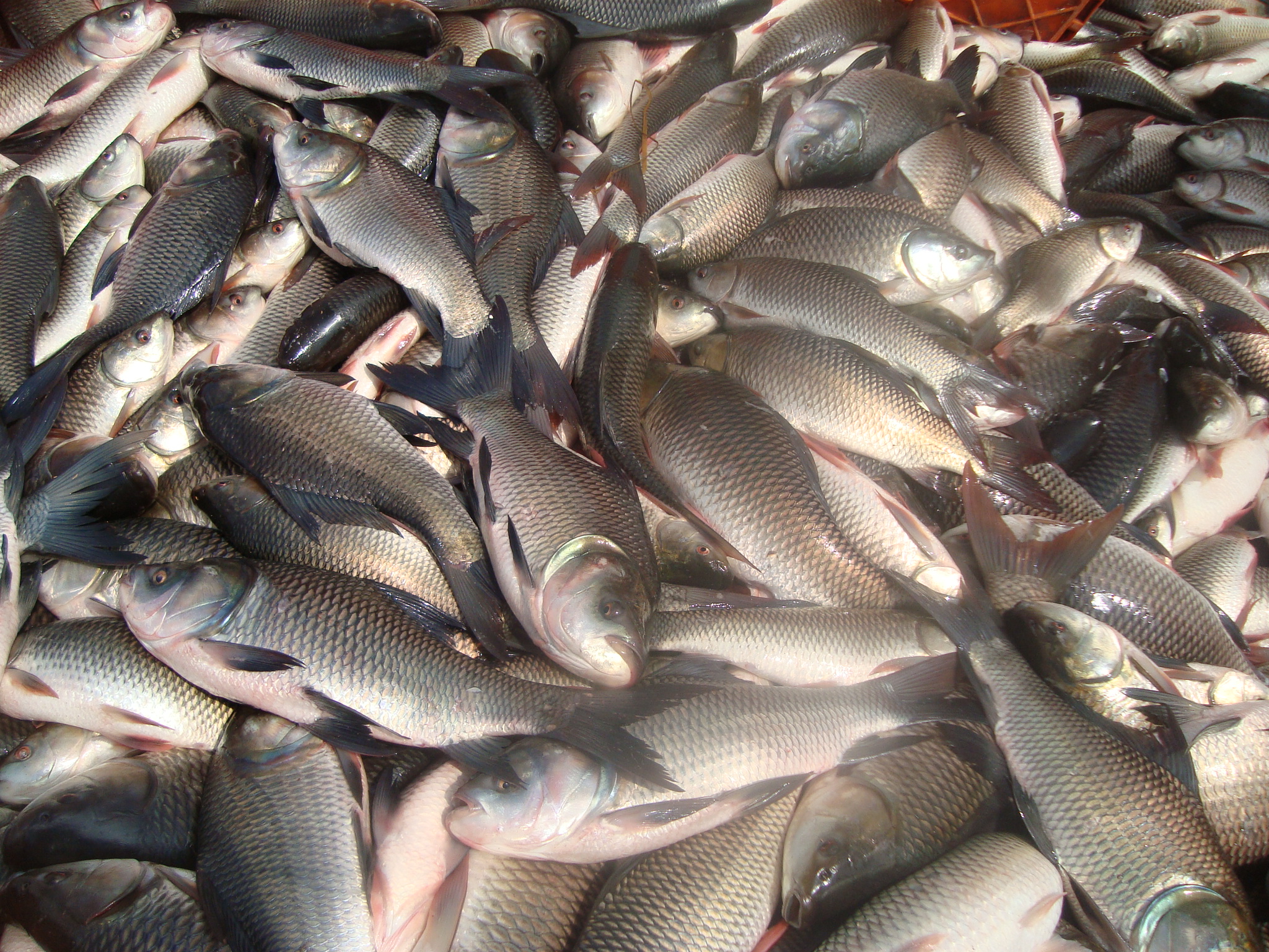 Fish Farm - Harvested fish in bulk