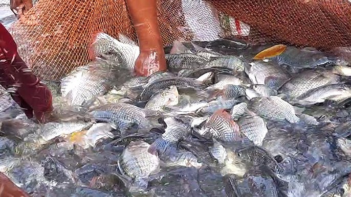 Fish Farm - Fish collected in net